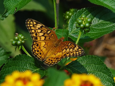 Variegated Fritillary (Euptoieta claudia)