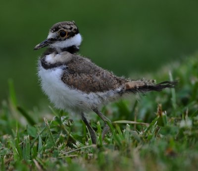 KILLDEER