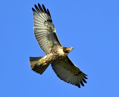 RED-TAILED HAWK