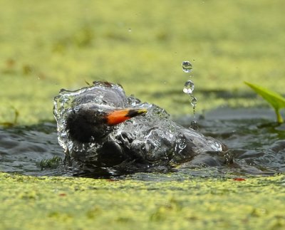 COMMON MOORHEN