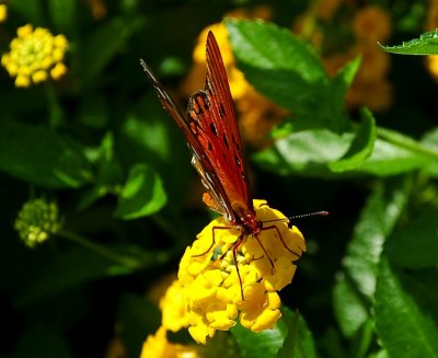 GULF FRITILLARY (Agraulis vanillae)