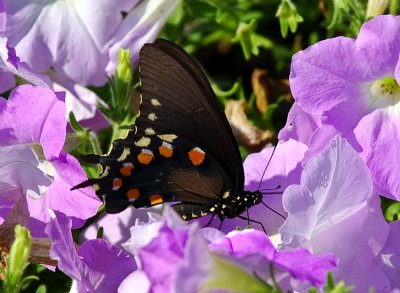 PIPEVINE SWALLOWTAIL (Battus Philenor)