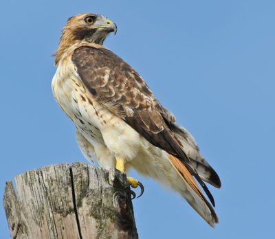 RED-TAILED HAWK