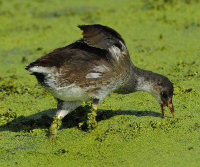 COMMON MOORHEN