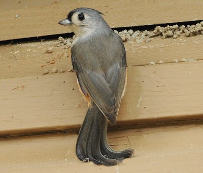 TUFTED TITMOUSE