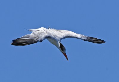 CASPIAN TERN