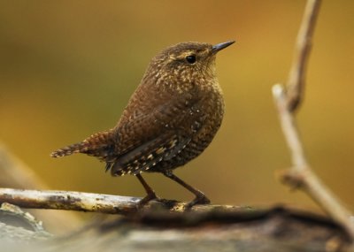 WINTER WREN