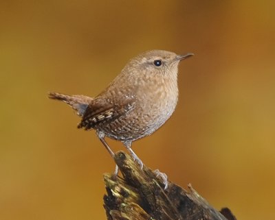WINTER WREN