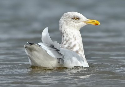HERRING GULL