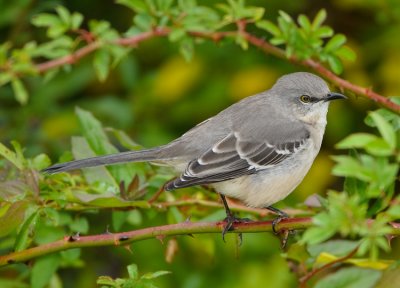 NORTHERN MOCKINGBIRD