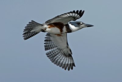 BELTED KINGFISHER ♀