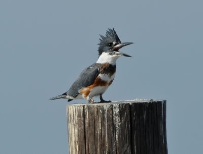 BELTED KINGFISHER ♀
