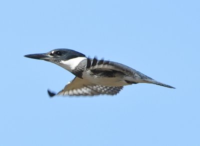 BELTED KINGFISHER ♂