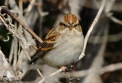 CHIPPING SPARROW