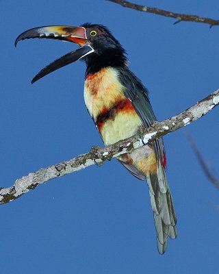 COLLARED ARACARI