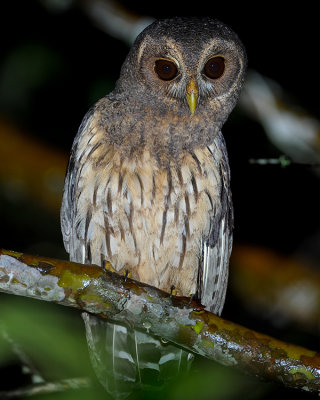 MOTTLED OWL