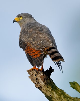 ROADSIDE HAWK