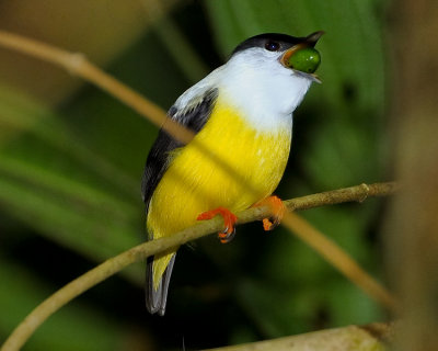 WHITE-COLLARED MANAKIN