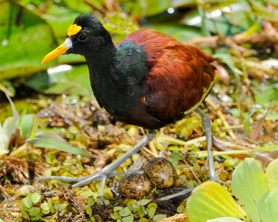 NORTHERN JACANA