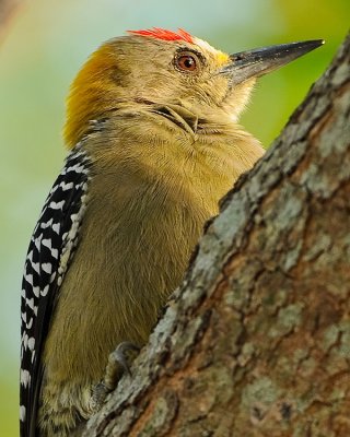 HOFFMANN'S WOODPECKER