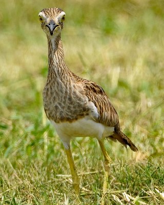 DOUBLE-STRIPED THICK-KNEE