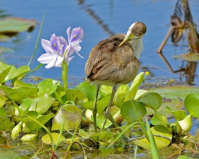 NORTHERN JACANA (juvenile)