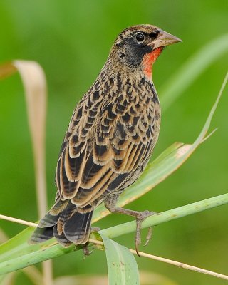 RED-BREASTED BLACKBIRD