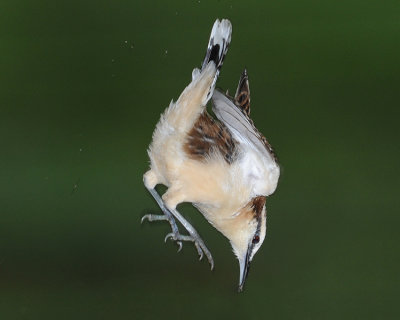 RUFOUS-NAPED WREN