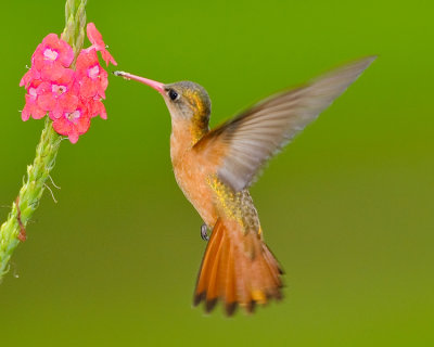 CINNAMON HUMMINGBIRD