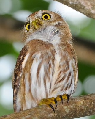 FERRUGINOUS PYGMY-OWL