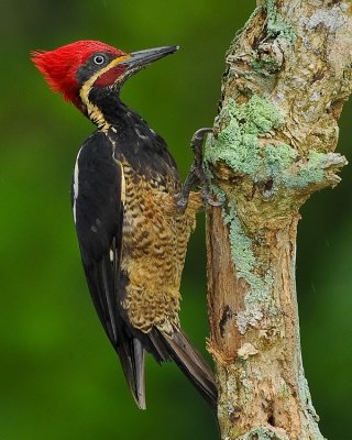 LINEATED WOODPECKER