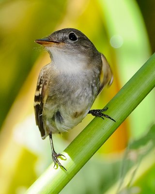 TROPICAL PEWEE