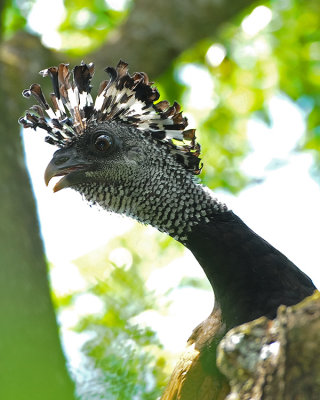 GREAT CURASSOW