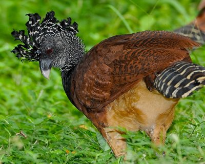 GREAT CURASSOW