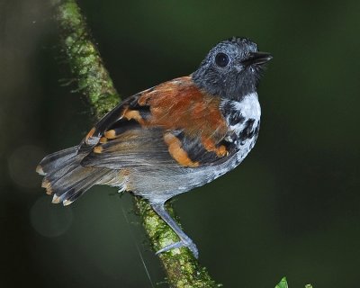 SPOTTED ANTBIRD