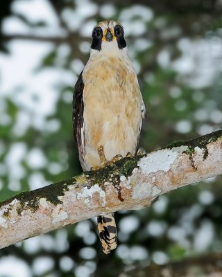 LAUGHING FALCON