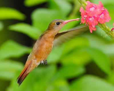 CINNAMON HUMMINGBIRD