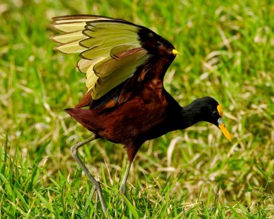 NORTHERN JACANA