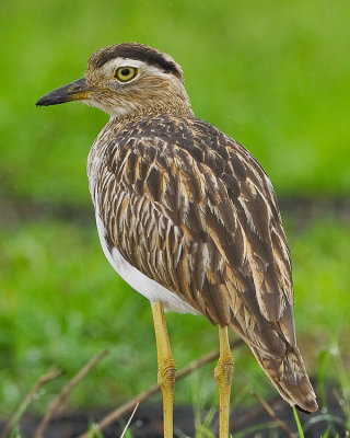 DOUBLE-STRIPED THICK-KNEE