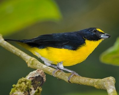 YELLOW-THROATED EUPHONIA