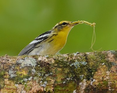 BLACKBURNIAN WARBLER