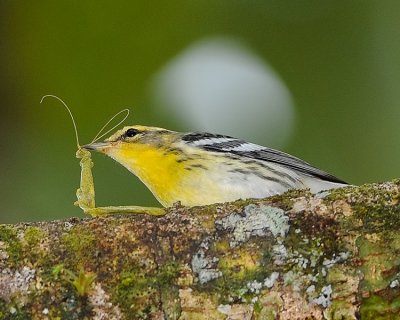 BLACKBURNIAN WARBLER