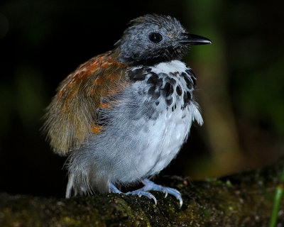 SPOTTED ANTBIRD