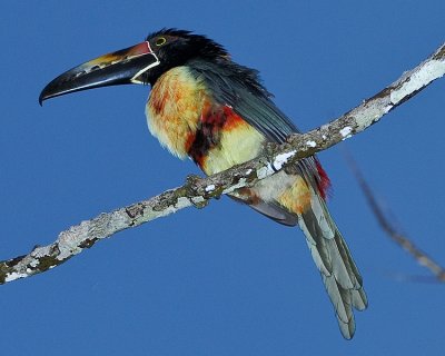 COLLARED ARACARI