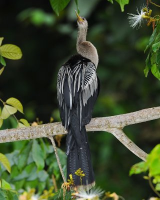 ANHINGA