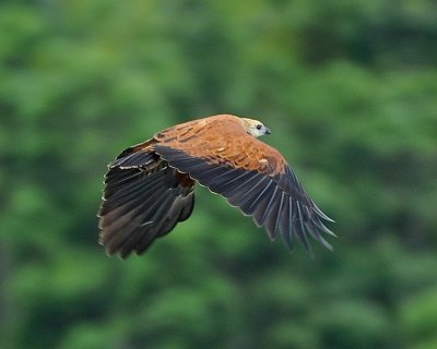 BLACK-COLLARED HAWK