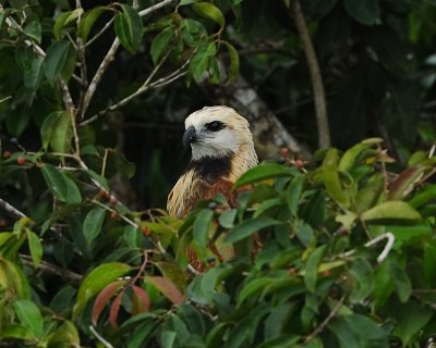 BLACK-COLLARED HAWK