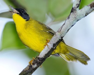 OLIVE-CROWNED YELLOWTHROAT