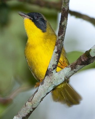 OLIVE-CROWNED YELLOWTHROAT