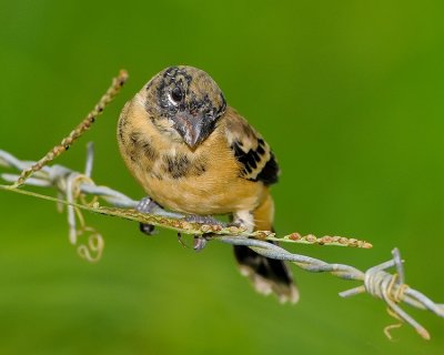 WHITE-COLLARED SEEDEATER
